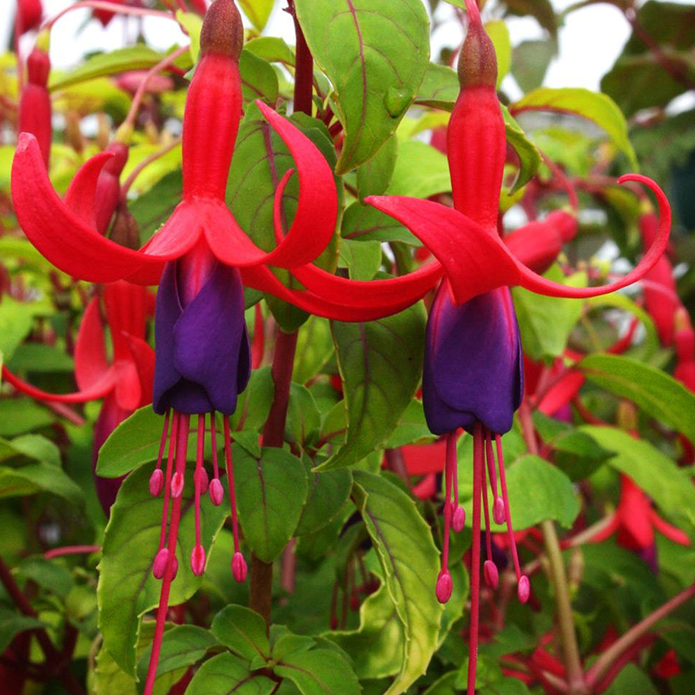 Fuchsia Genii (9cm)