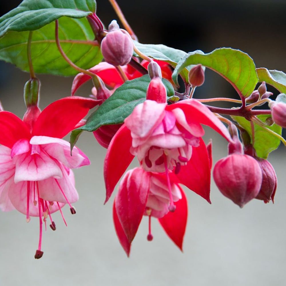 Fuchsia Prosperity (9cm)