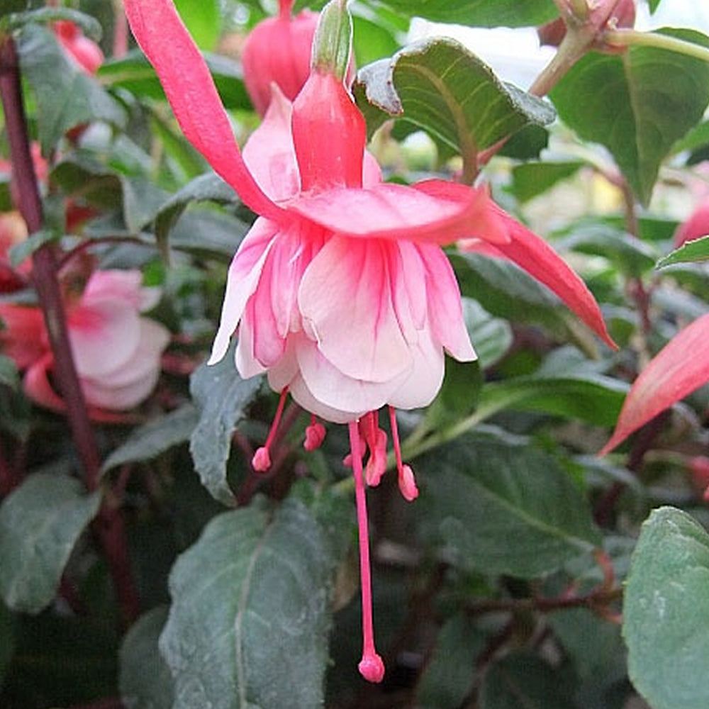 Fuchsia Prosperity (9cm)