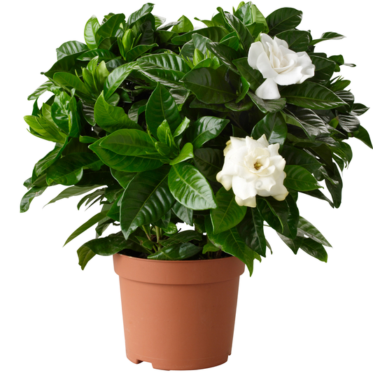 Gardenia jasminoides (9cm)