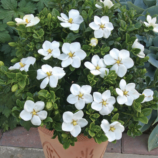 Gardenia Kleims Hardy (9cm)