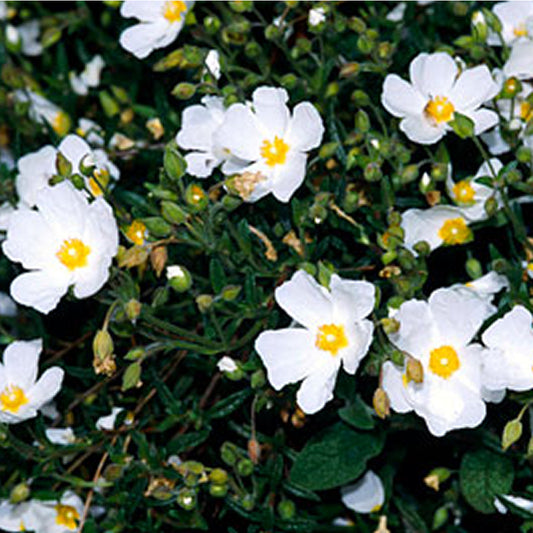 Halimiocistus Sahucii (9cm)