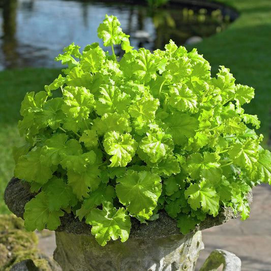 Heuchera Lime Ruffles (9cm)