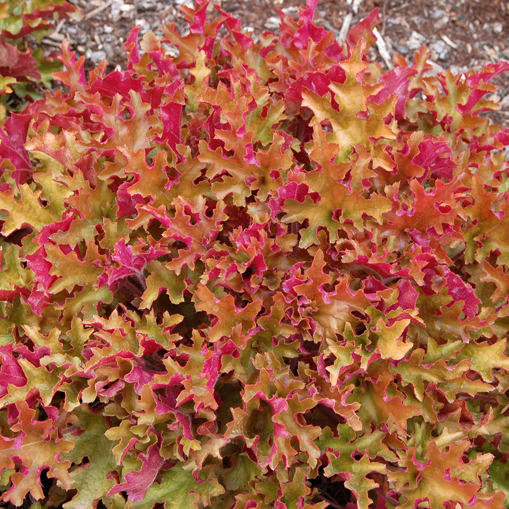 Heuchera Peach Crisp (9cm)