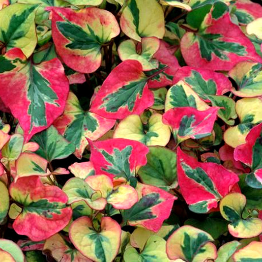 Houttuynia Flame (9cm)