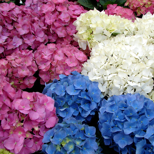 Hydrangea Mix (9cm, Pack of 3)