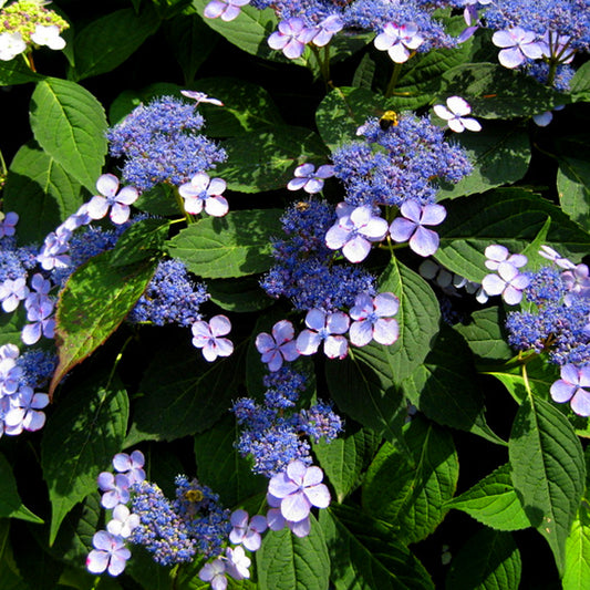 Hydrangea Blue Bird (9cm)