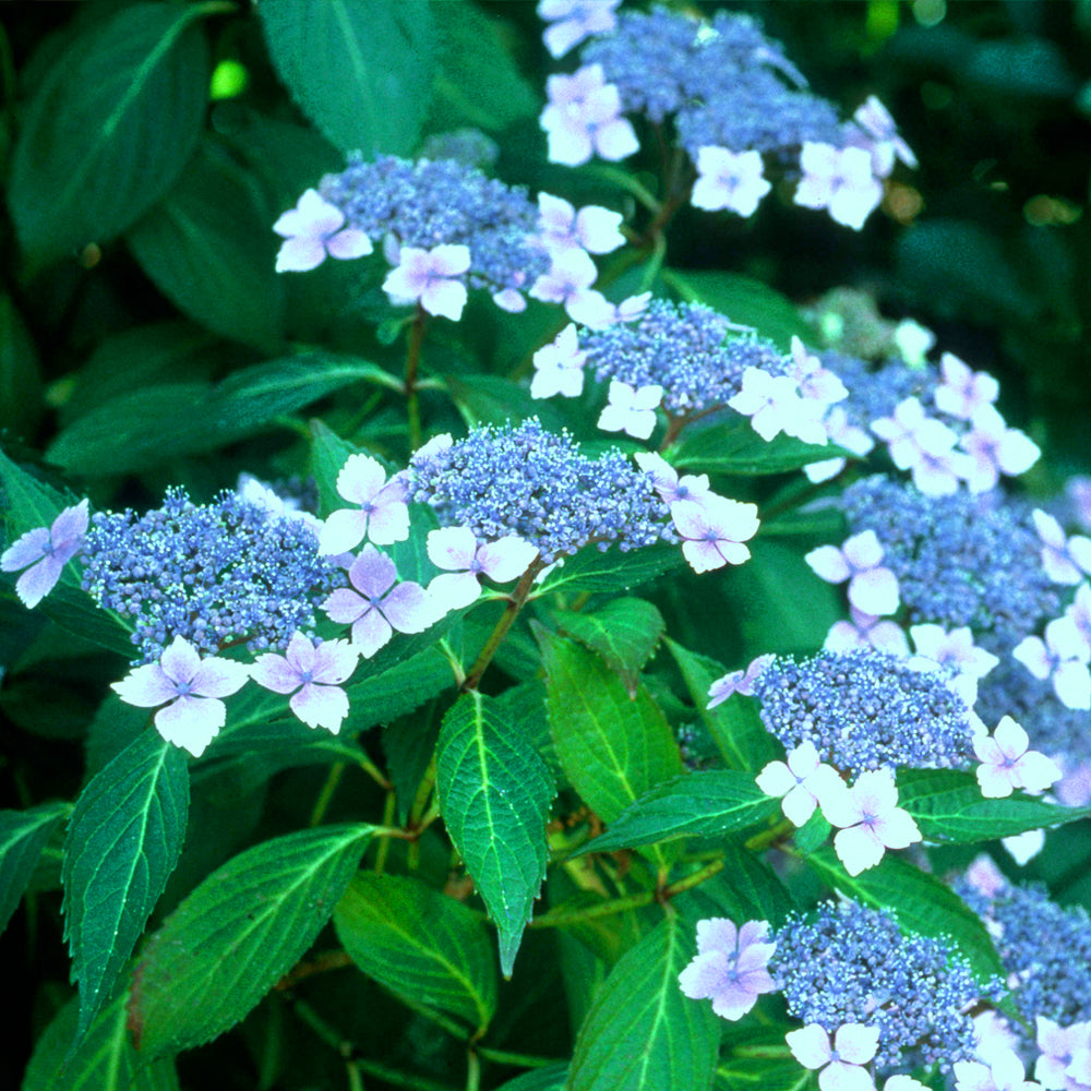 Hydrangea Blue Bird (9cm)