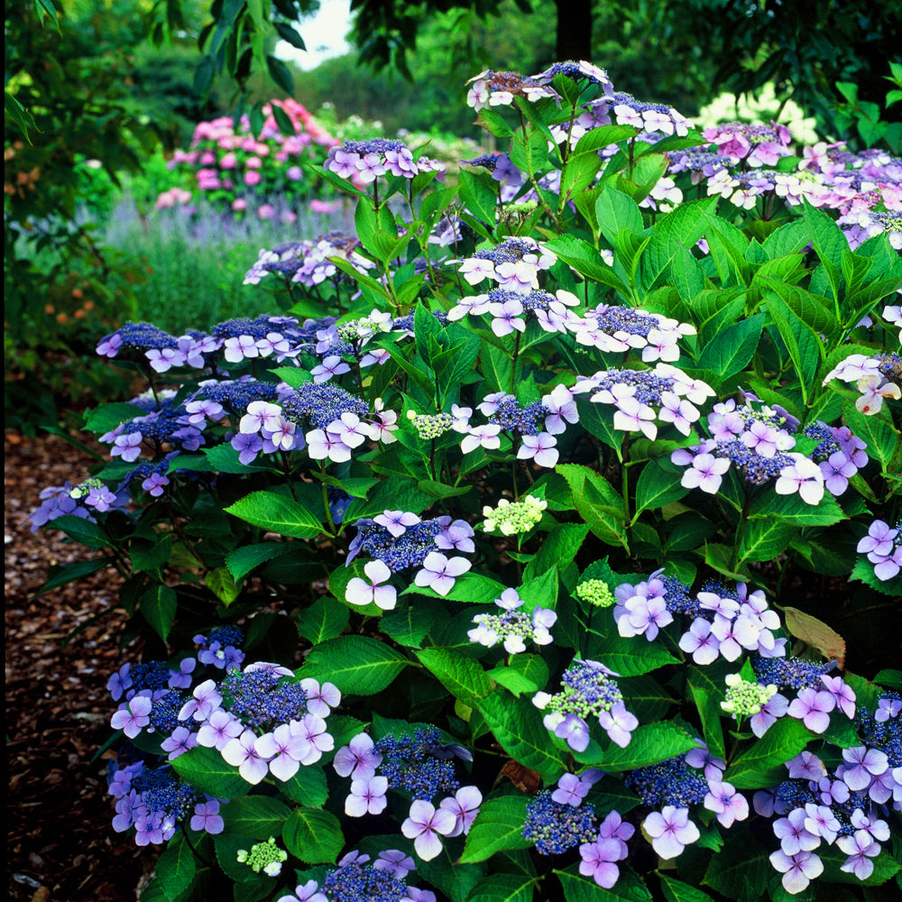 Hydrangea Blue Bird (9cm)