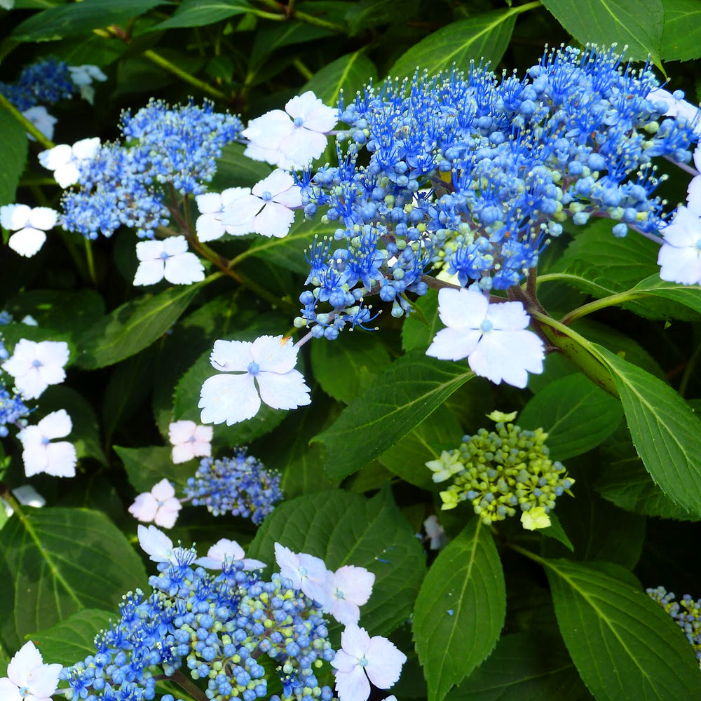 Hydrangea Blue Bird (9cm)