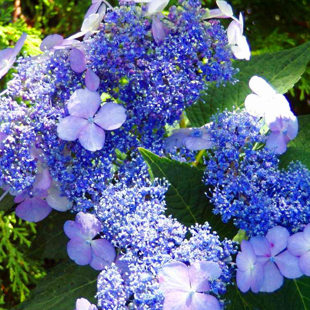Hydrangea Blue Bird (9cm)