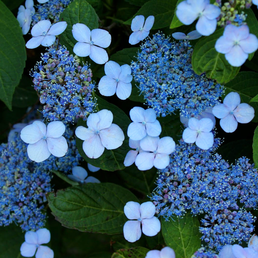 Hydrangea Blue Bird (9cm)