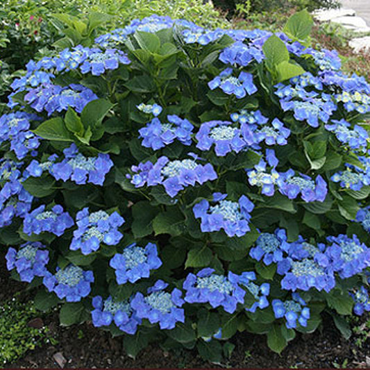 Hydrangea Blue (9cm)