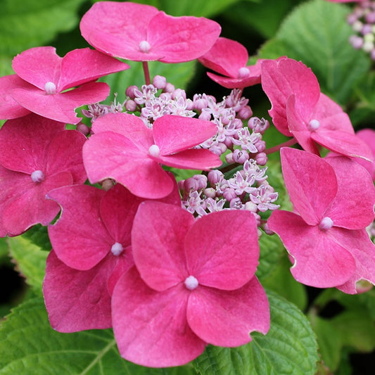 Hydrangea Pink (9cm)