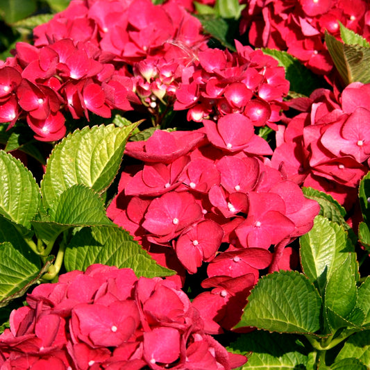 Hydrangea macrophylla Teller Red (9cm)
