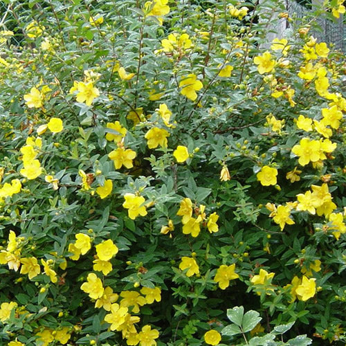 Hypericum Hidcote (9cm)