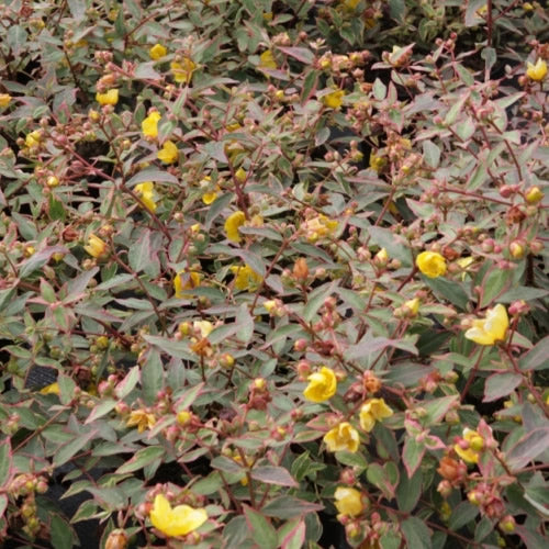 Hypericum Tricolor (9cm)