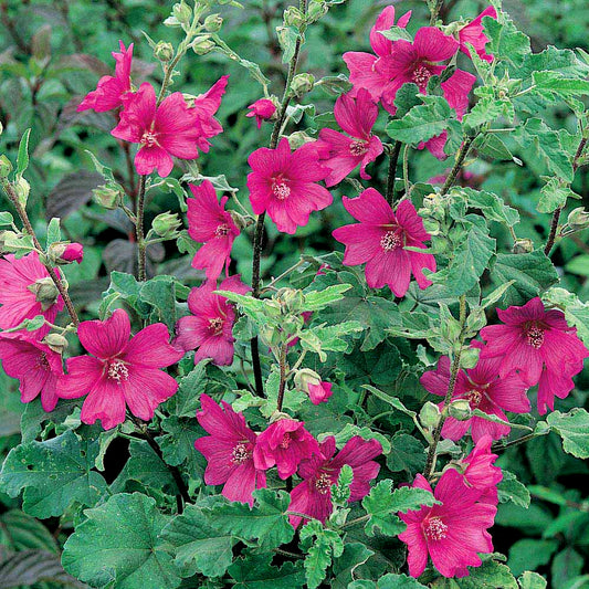 Lavatera clementii 'Burgundy Wine' (9cm, 3 Pack)