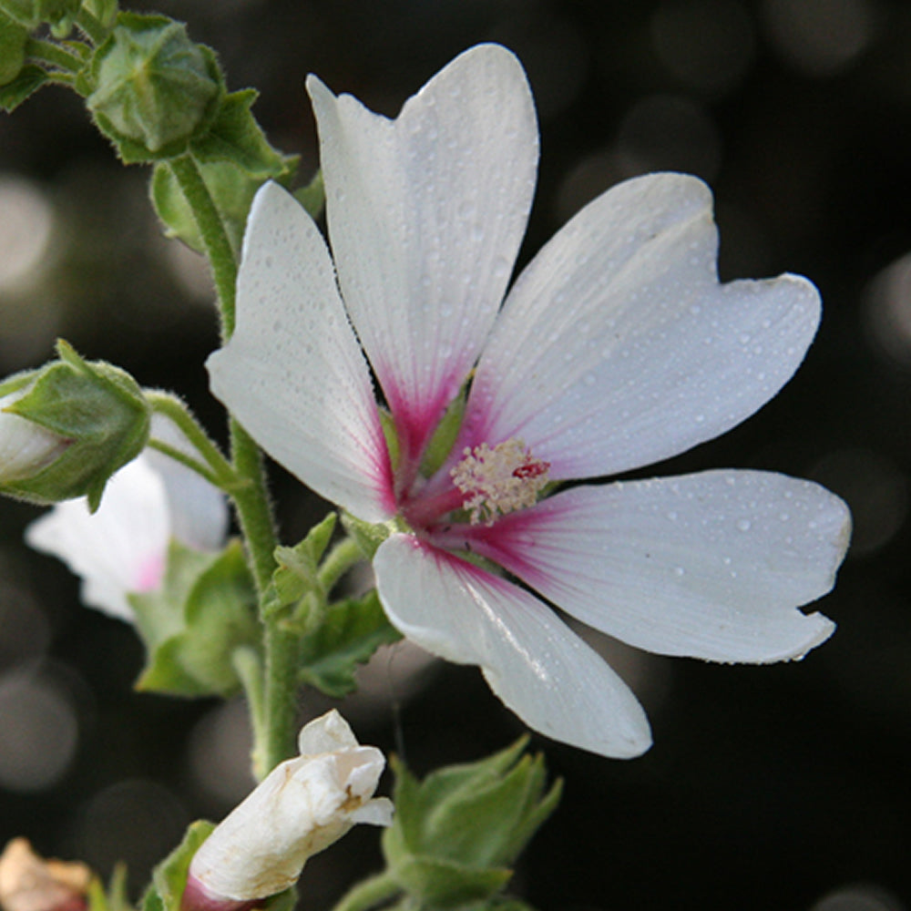 Lavatera Mary Hope (9cm)