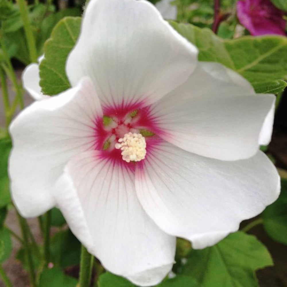 Lavatera clementii 'Mary Hope' (9cm, 3 Pack)