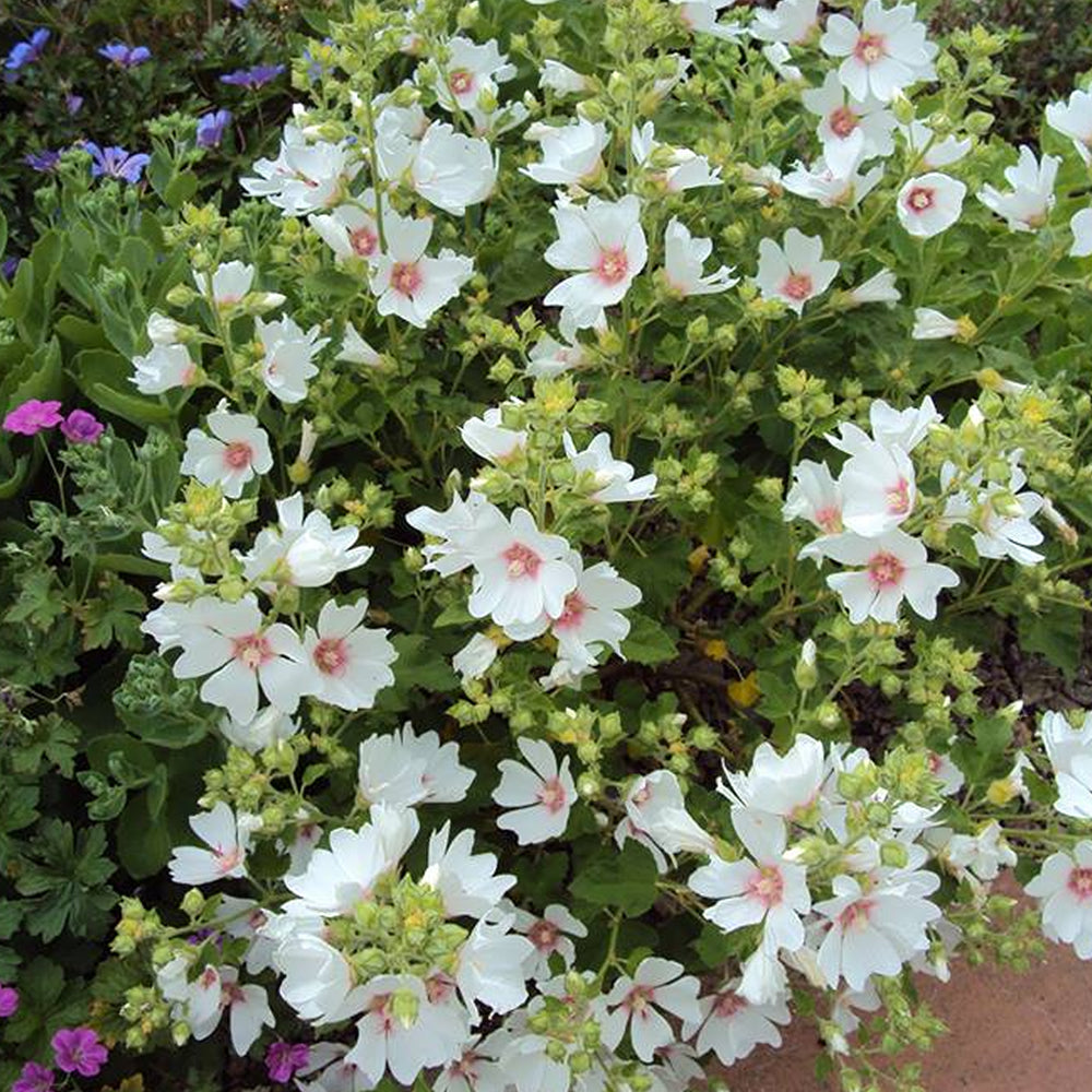 Lavatera clementii 'Mary Hope' (9cm, 3 Pack)