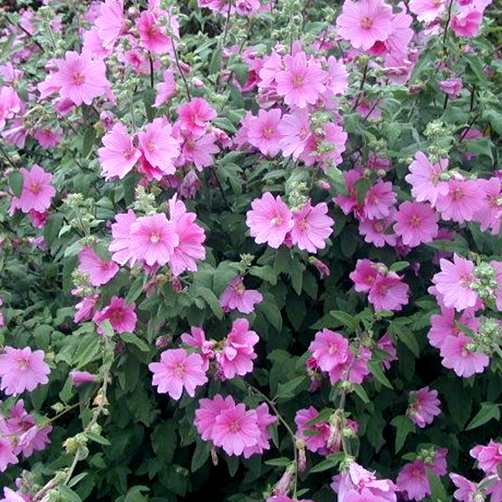 Lavatera Rosea (9cm)