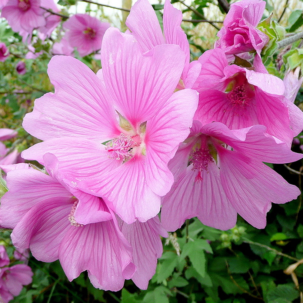 Lavatera Rosea (9cm)