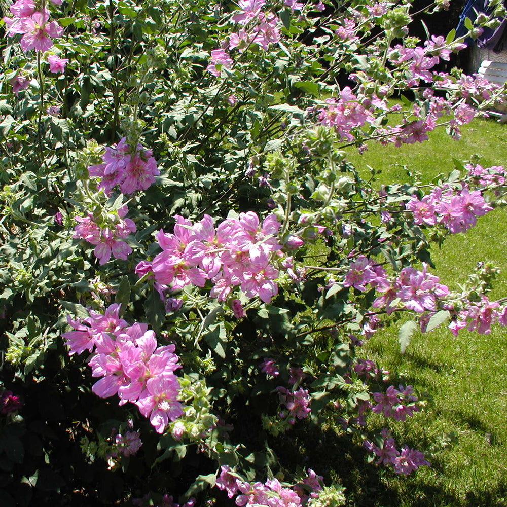 Lavatera Rosea (9cm)