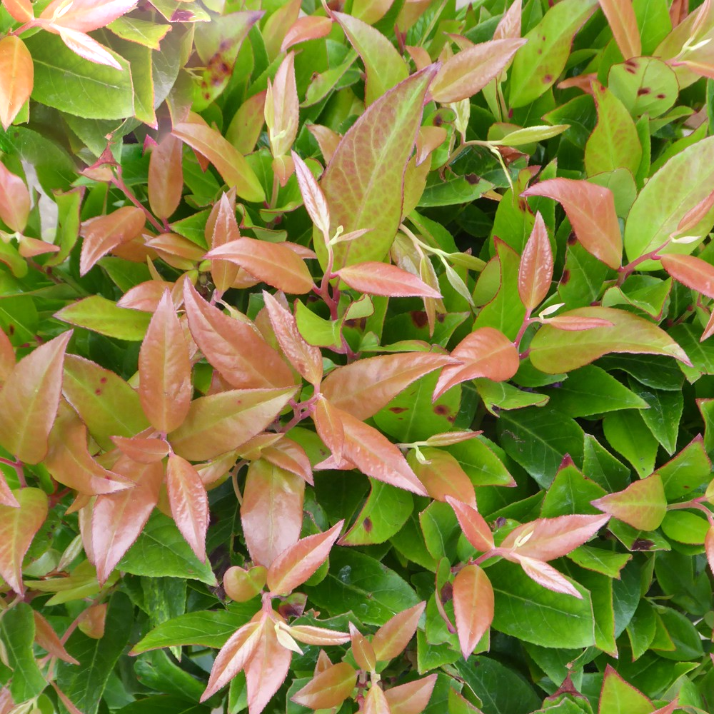 Leucothoe Zeblid (9cm)