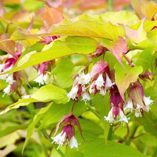 Leycesteria Golden Lanterns (9cm)