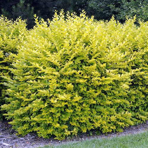 Ligustrum Aureum (9cm)