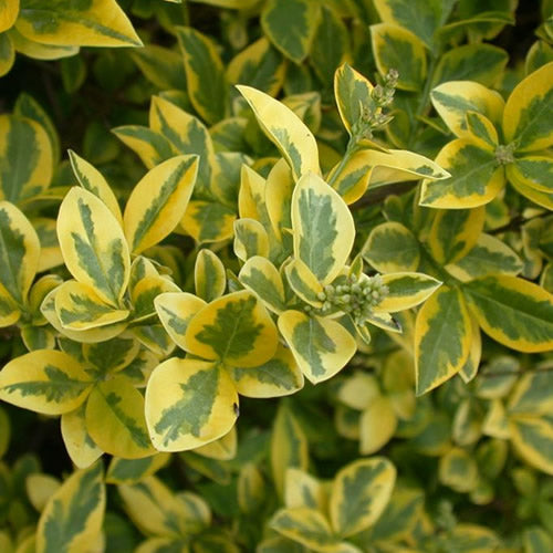 Ligustrum Aureum (9cm)