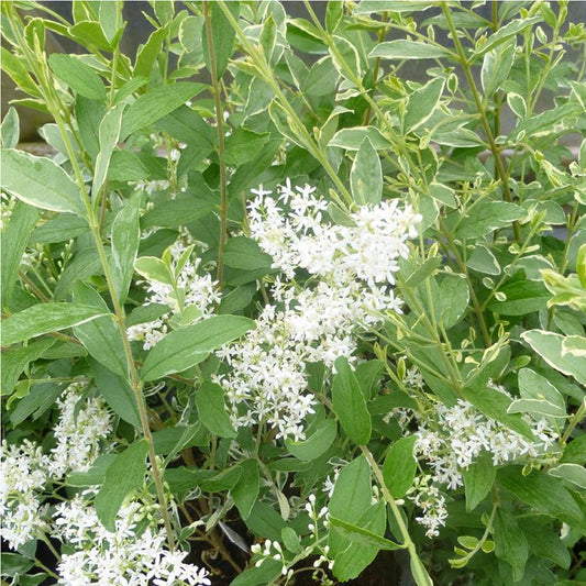 Ligustrum Muster (9cm, Pack of 20)