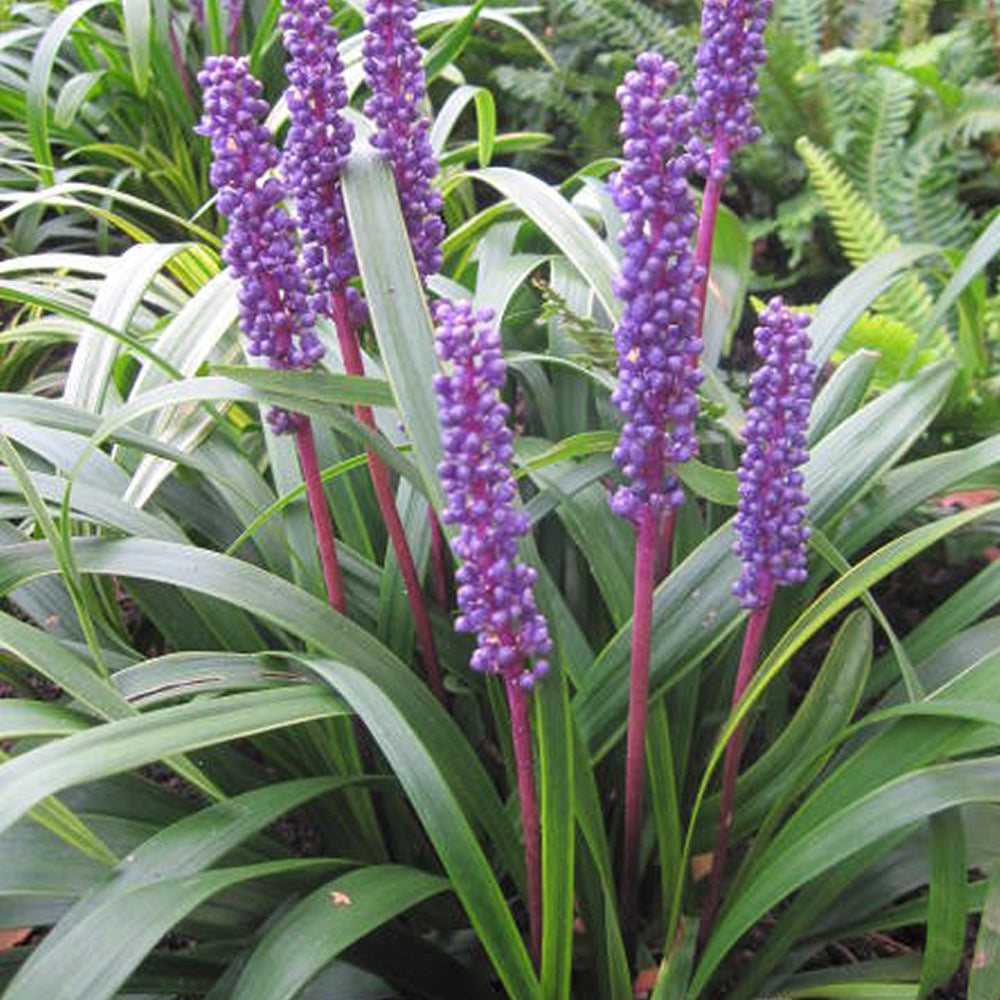 Liriope Moneymaker (9cm)