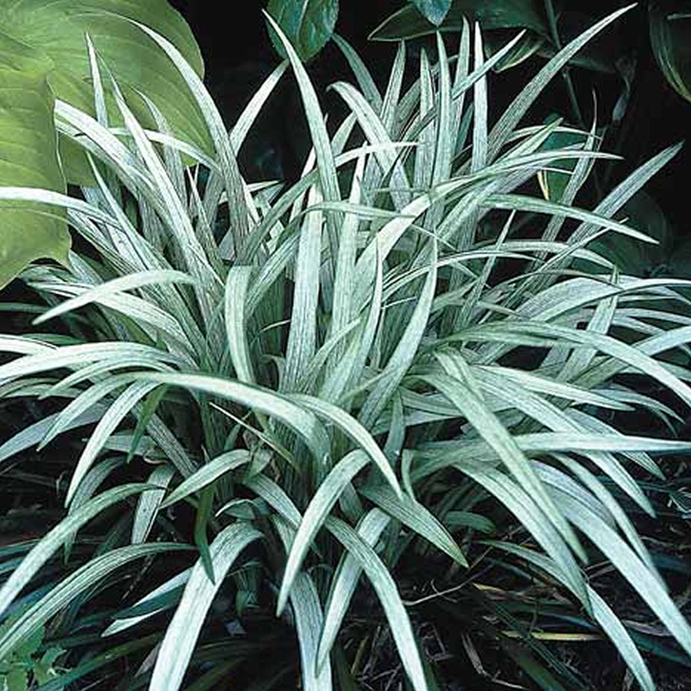 Liriope Okina (9cm)