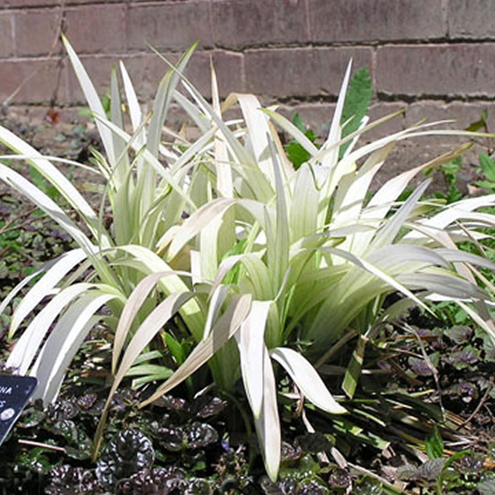 Liriope Okina (9cm)