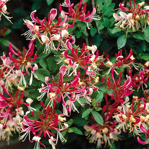 Lonicera Belgica (9cm)