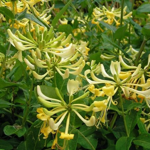 Lonicera Graham Thomas (9cm)