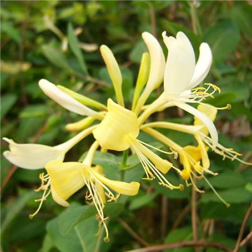 Lonicera Graham Thomas (9cm)