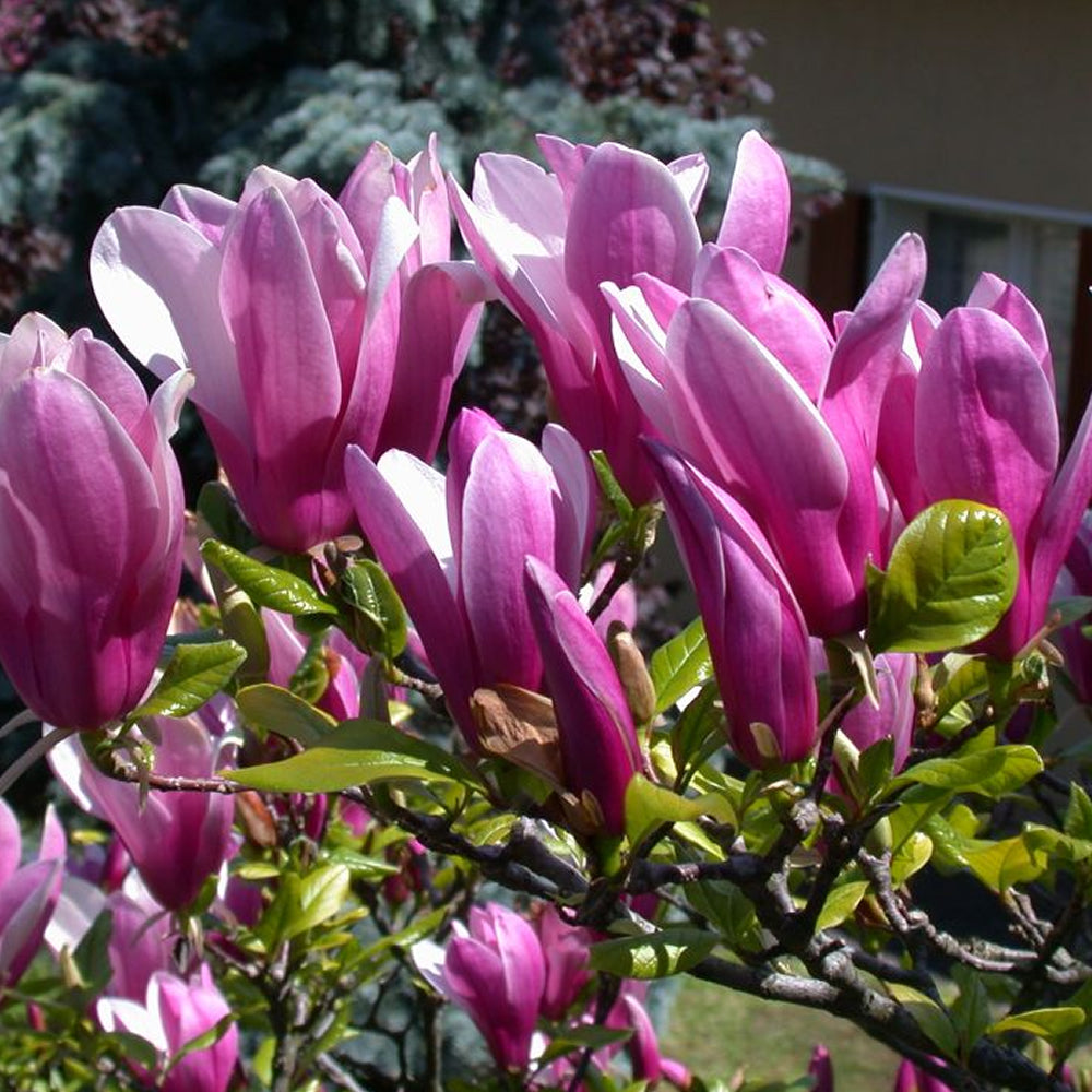 Magnolia Susan (9cm)