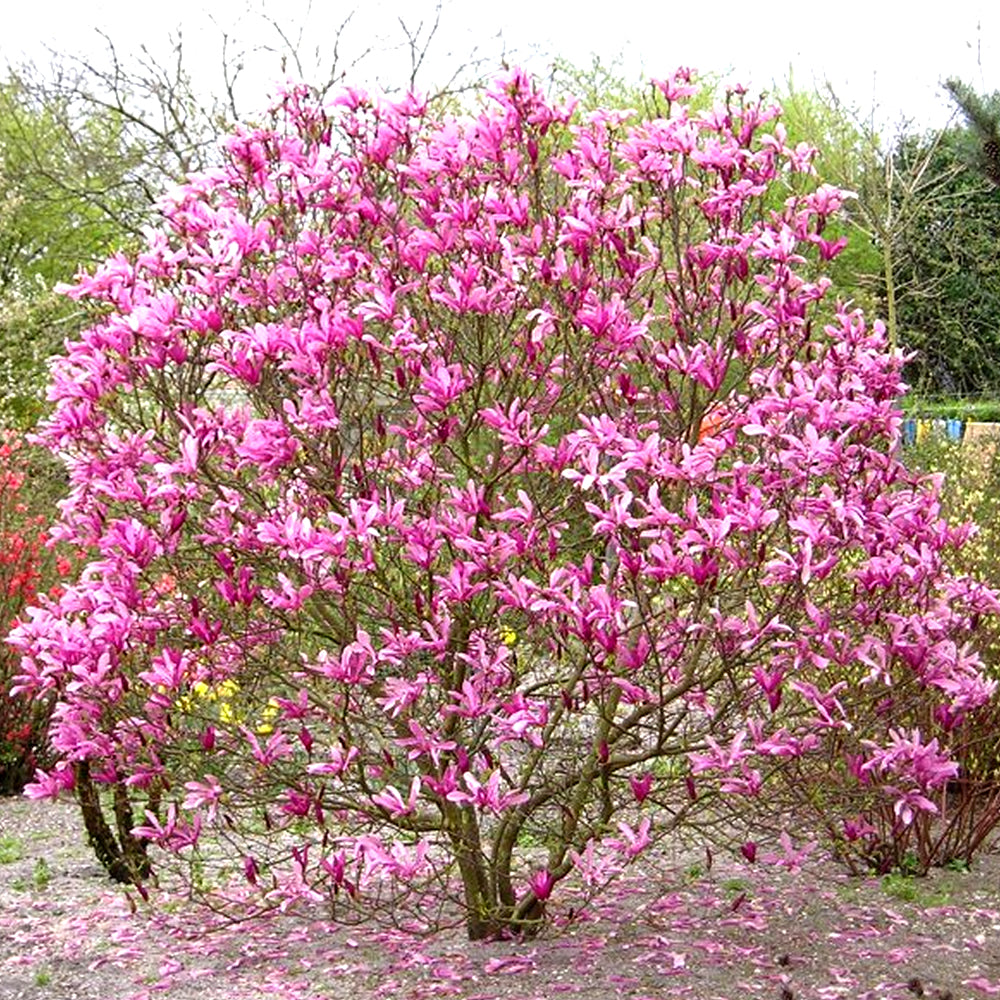 Magnolia Susan (9cm)