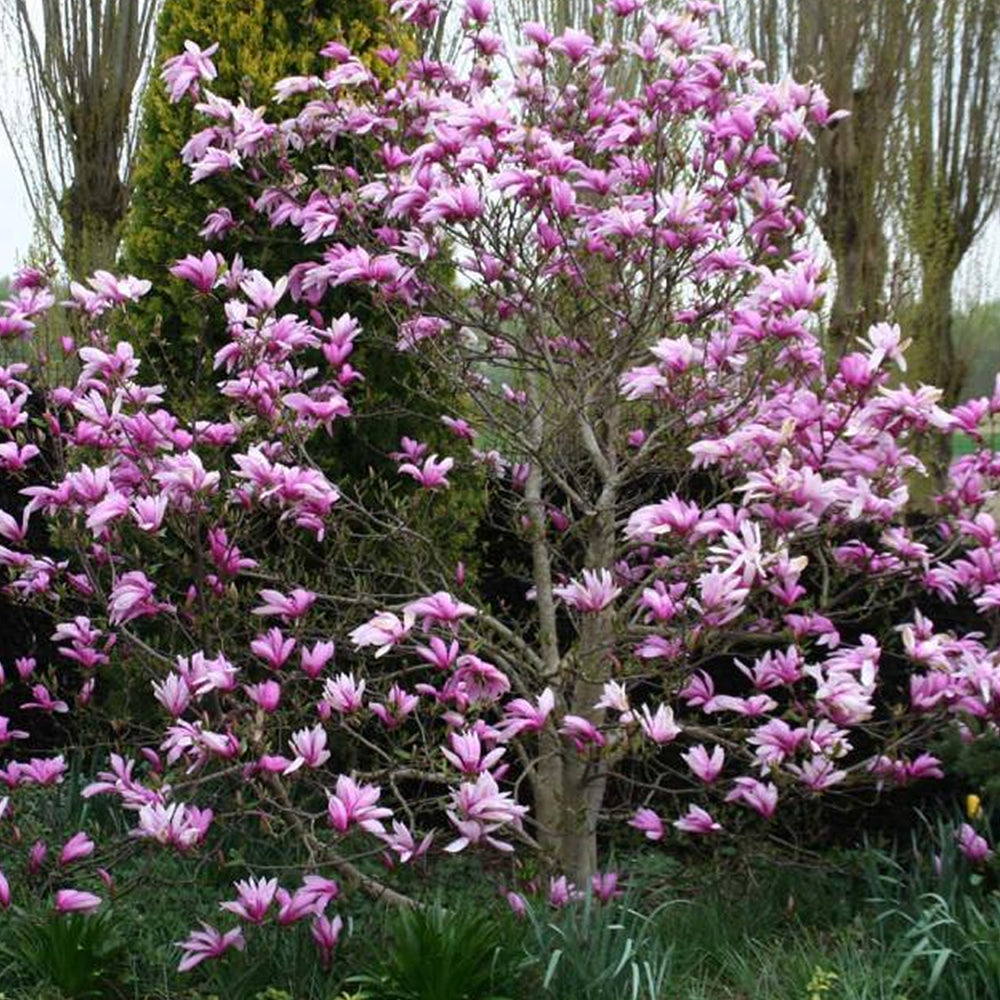 Magnolia Susan (9cm)