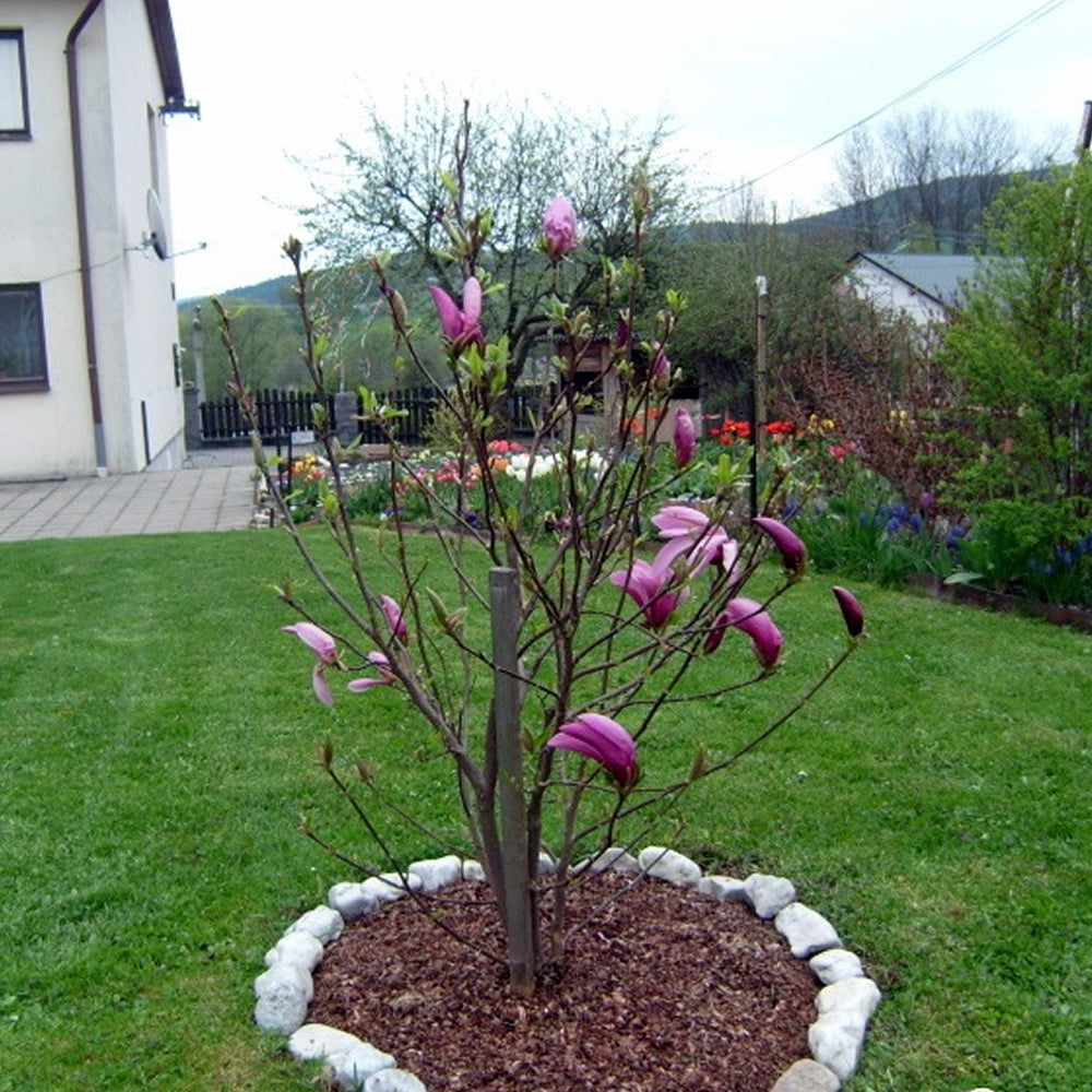 Magnolia Susan (9cm)