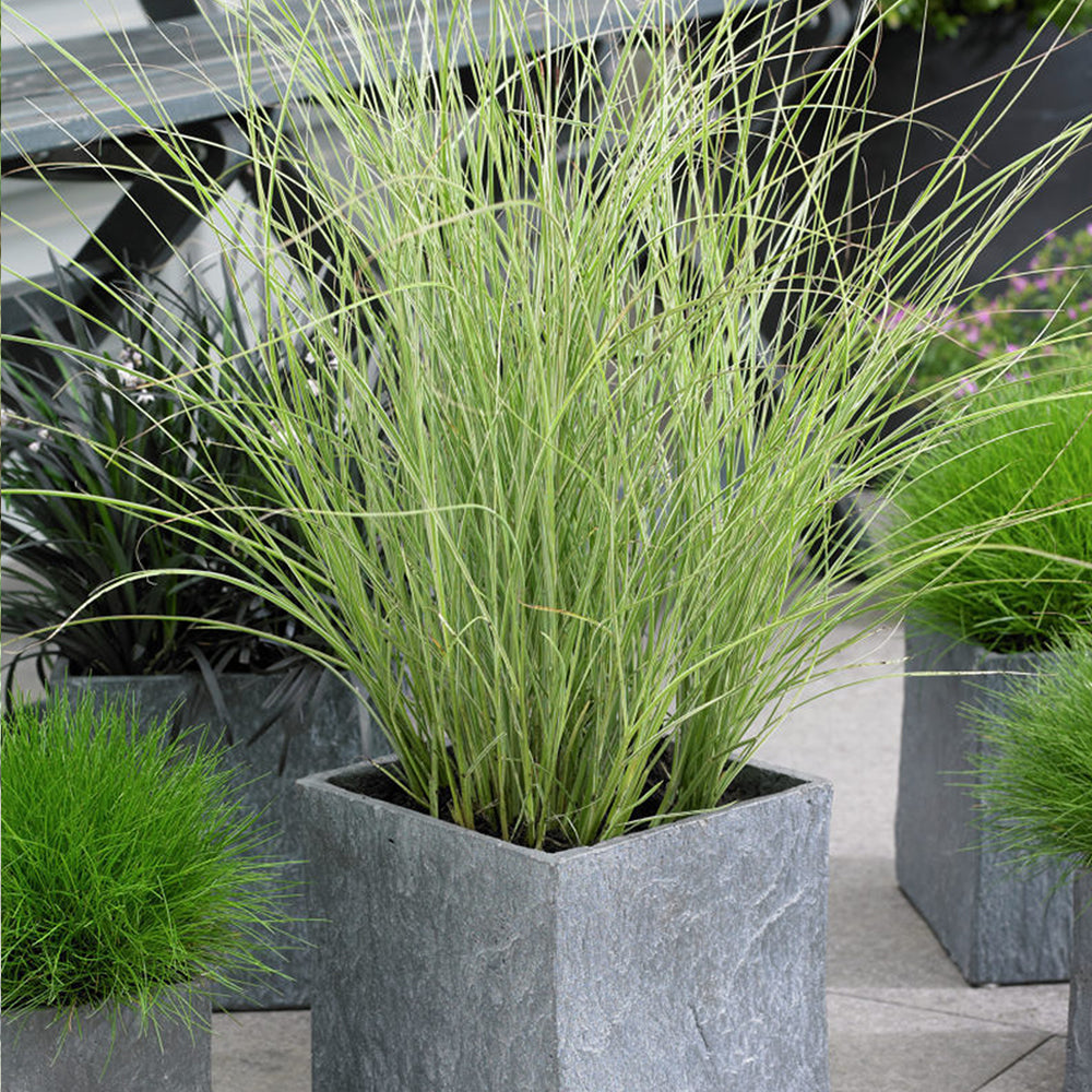 Miscanthus Morning Light (9cm)