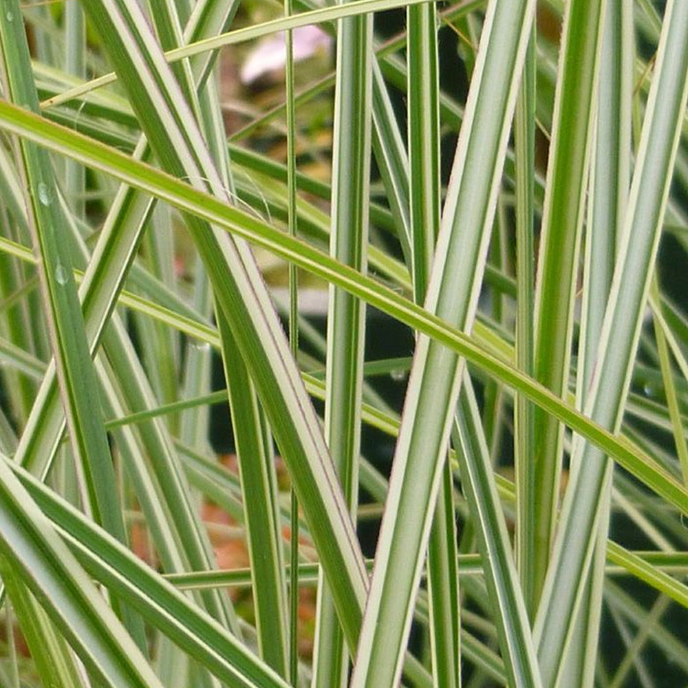 Miscanthus Morning Light (9cm)