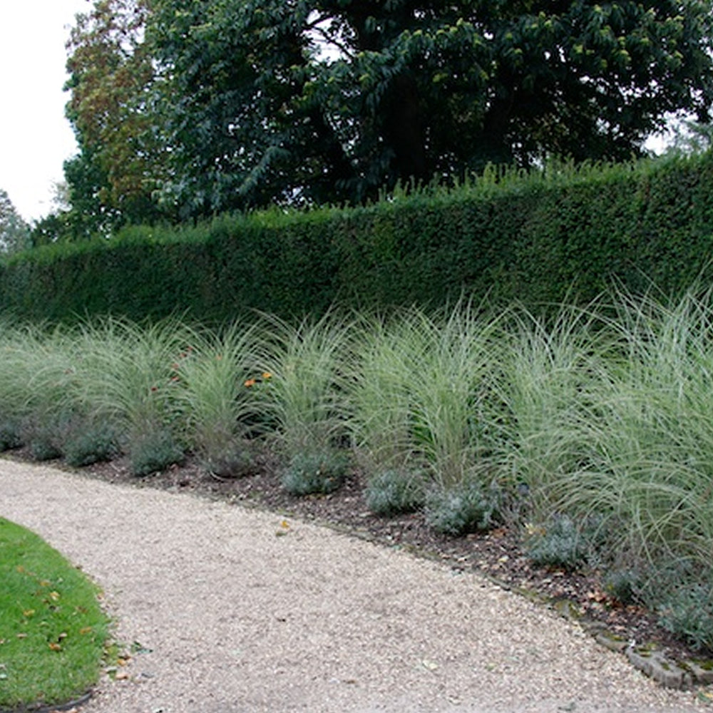 Miscanthus Morning Light (9cm)