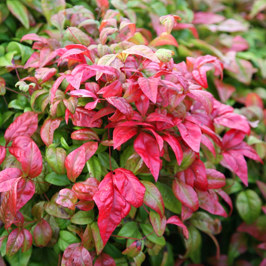 Nandina Firepower (9cm)
