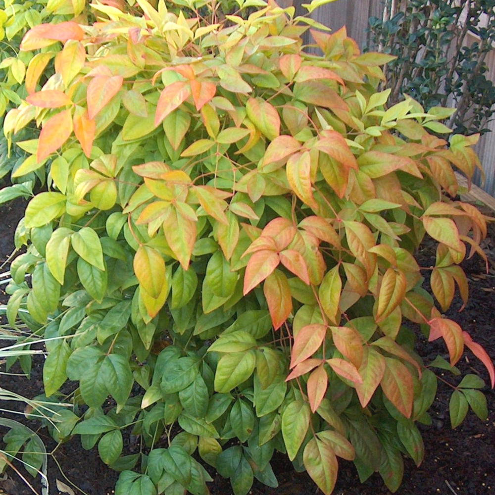 Nandina Firepower (9cm)