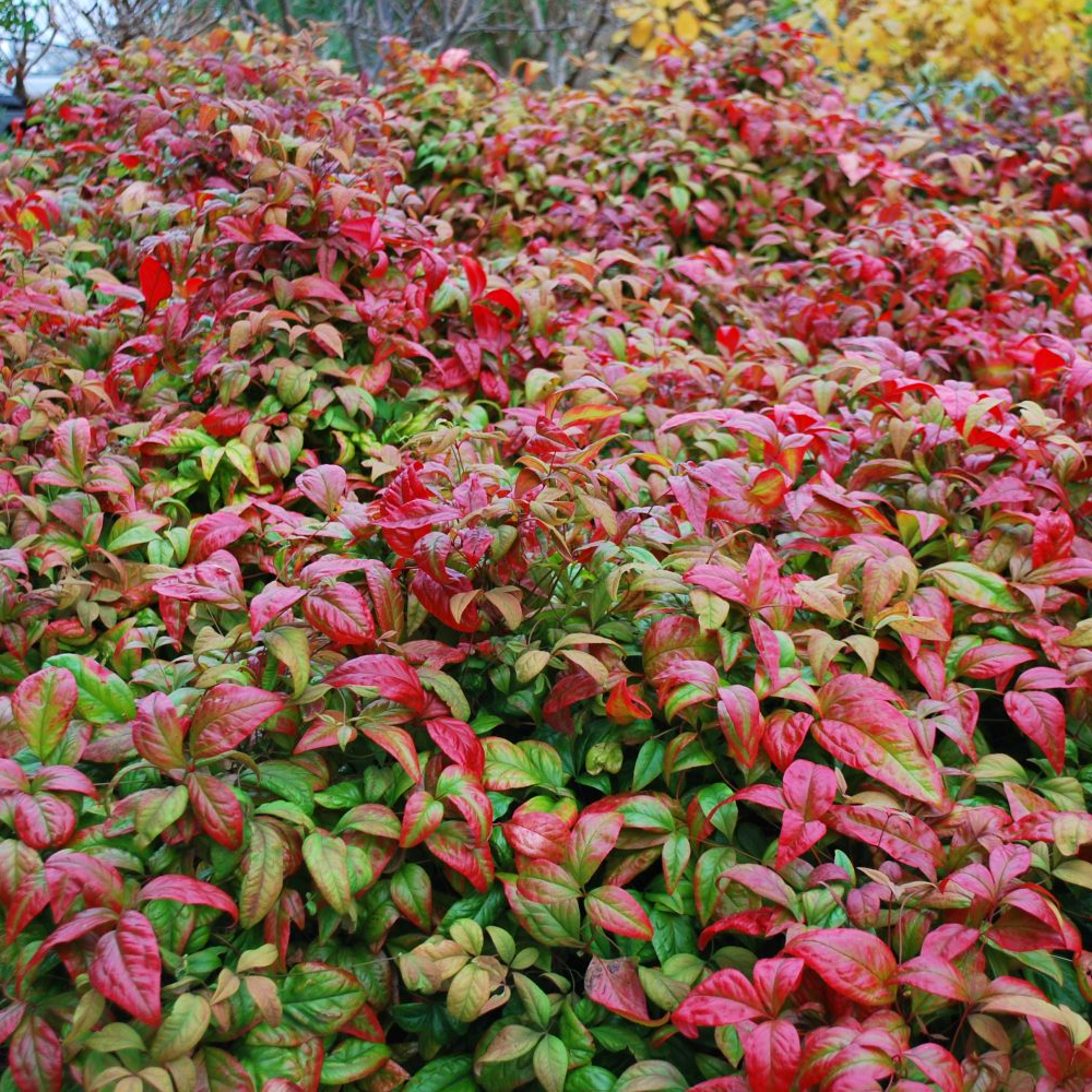 Nandina Firepower (9cm)