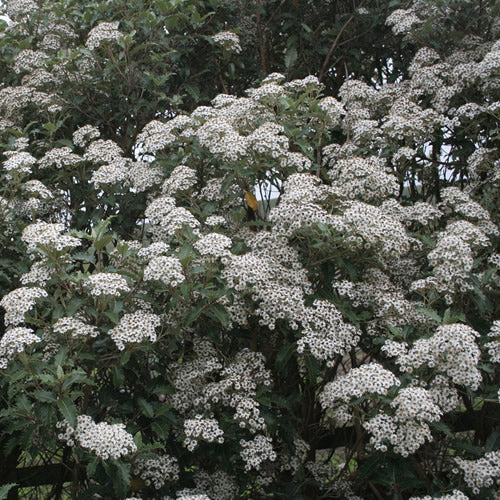 Olearia Macrodonta (9cm)